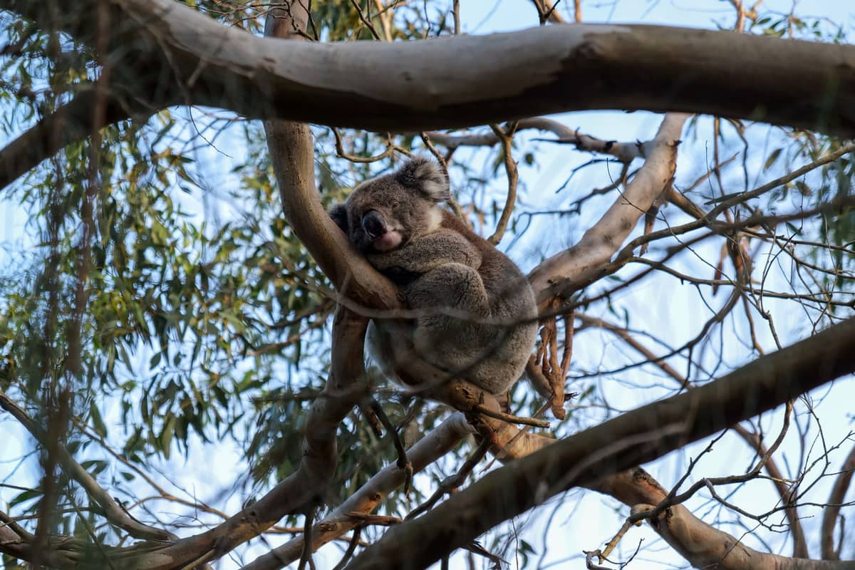 Un koala descansando en un eucalipto entre ramas y hojas, símbolo de la fauna salvaje australiana cerca de Sídney.