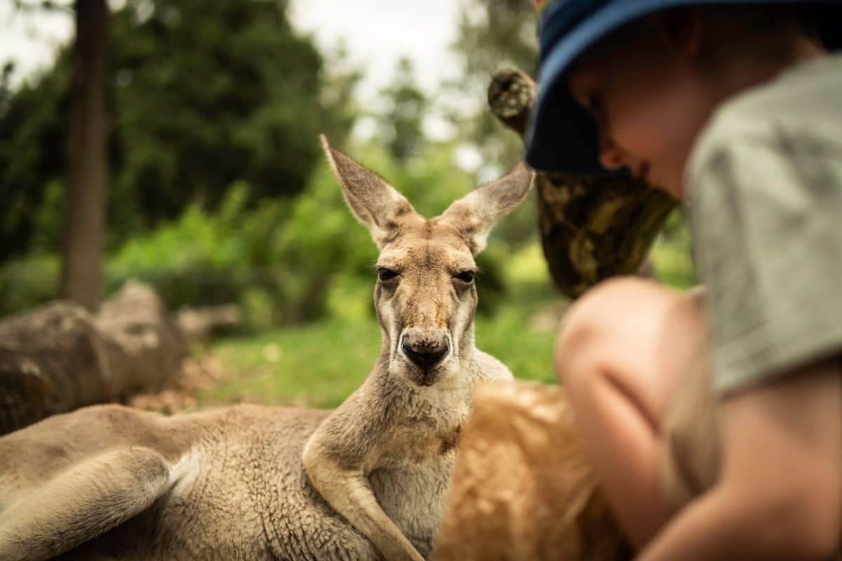Una persona sentada muy cerca de un canguro, probablemente en un zoológico o parque de vida silvestre, con árboles y vegetación de fondo.