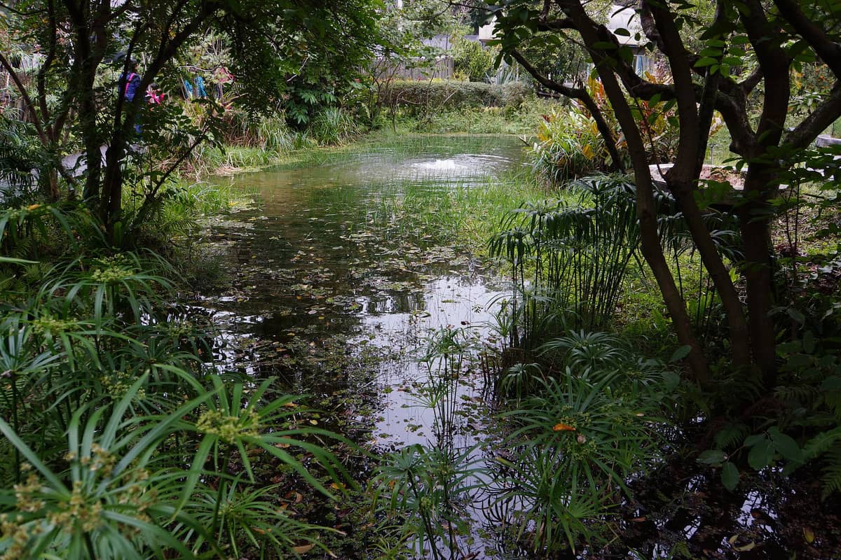 Ein üppiger, ruhiger Teich, umgeben von dichtem Grün und Bäumen im Taipei Botanischen Garten – eine friedliche, naturbelassene Atmosphäre.