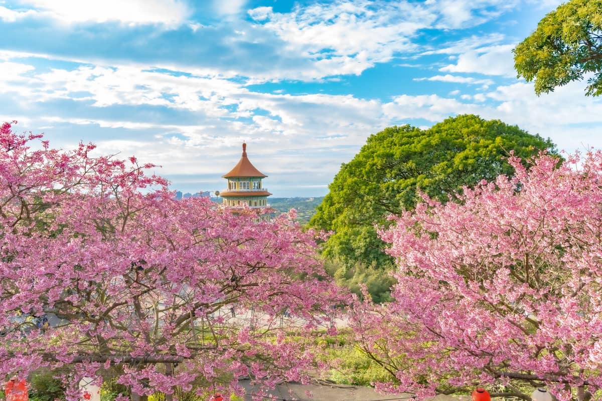 Kirschblütenbäume in voller Blüte rahmen die ikonische Pagode im Stil des Grand Hotel in Taipei vor einem strahlend blauen Himmel und üppigem Grün ein.