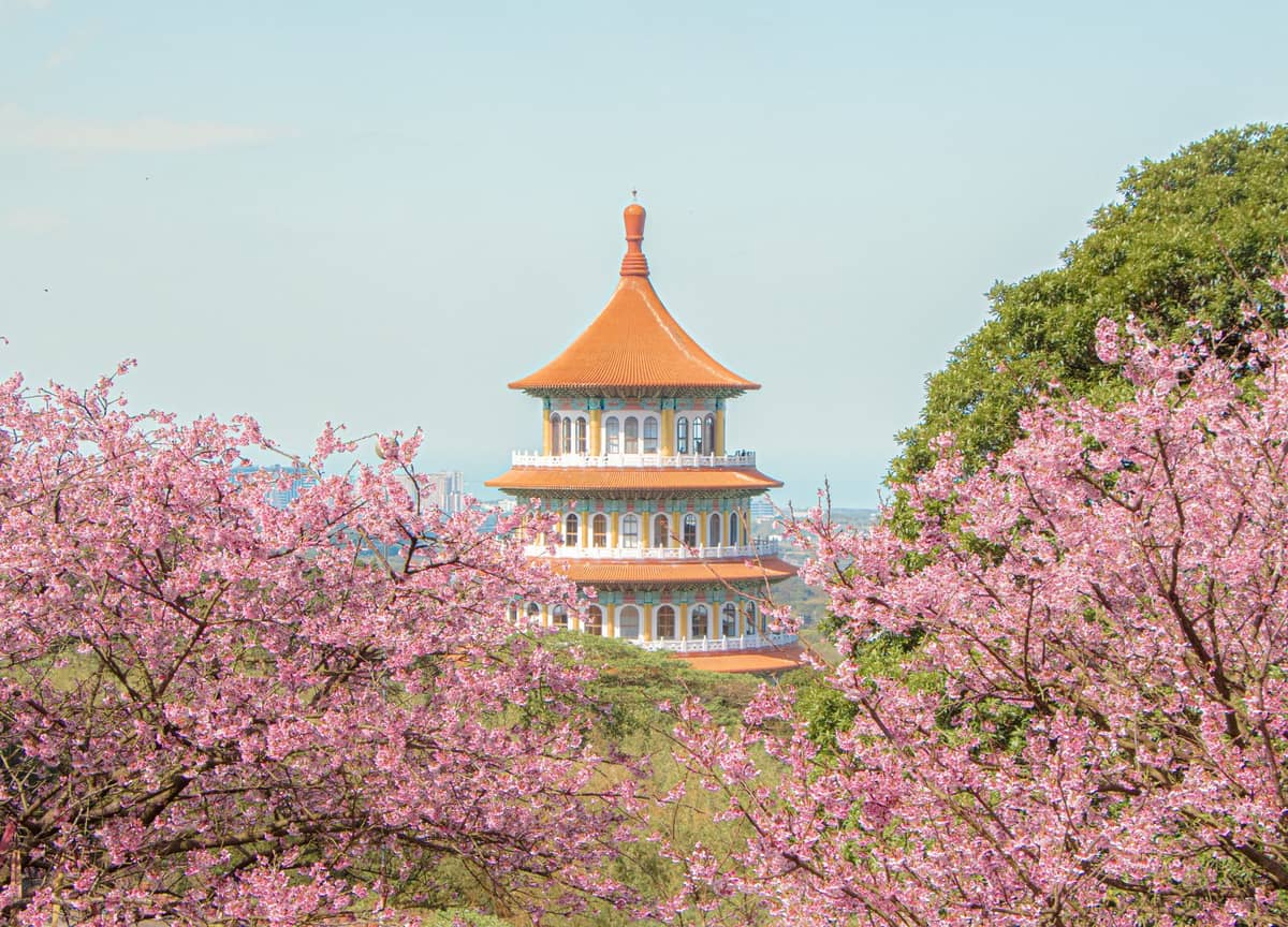 Pagode des Tian Yuan Tempels, eingerahmt von blühenden Kirschblütenbäumen unter einem klaren Himmel in Yangmingshan, Taipeh.