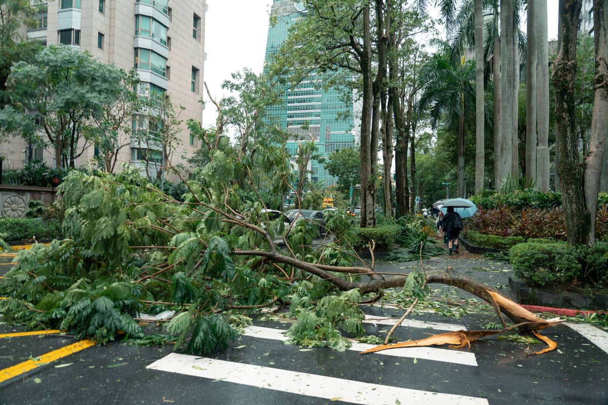 Ein umgestürzter Baum blockiert nach einem Sturm eine Stadtstraße in Taipei, im Hintergrund sind Menschen mit Regenschirmen und hohe Gebäude zu sehen.