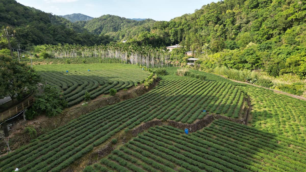 Ein Panoramablick auf die üppig grünen Teeplantagen an den Hügeln von Maokong in Taipei, mit Arbeitern auf den Feldern und bewaldeten Bergen im Hintergrund.