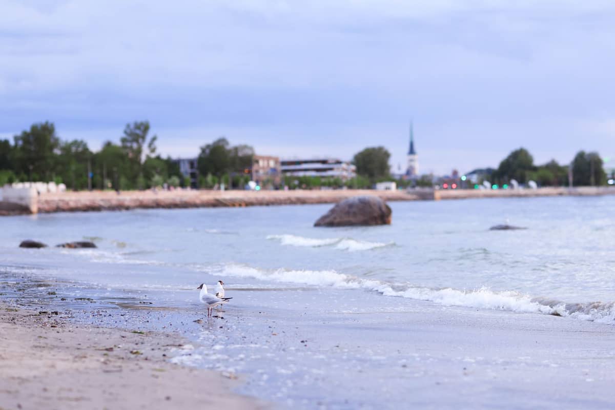 Vista lungo una spiaggia di Tallinn con lo skyline della città, un campanile, onde, rocce e un gabbiano in primo piano.