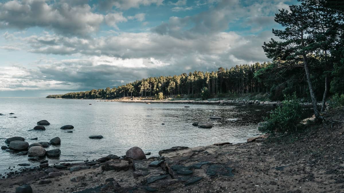 Costa rocciosa del Baltico con una foresta di pini sullo sfondo, che mostra le destinazioni naturali per gite di un giorno in Estonia vicino a Tallinn