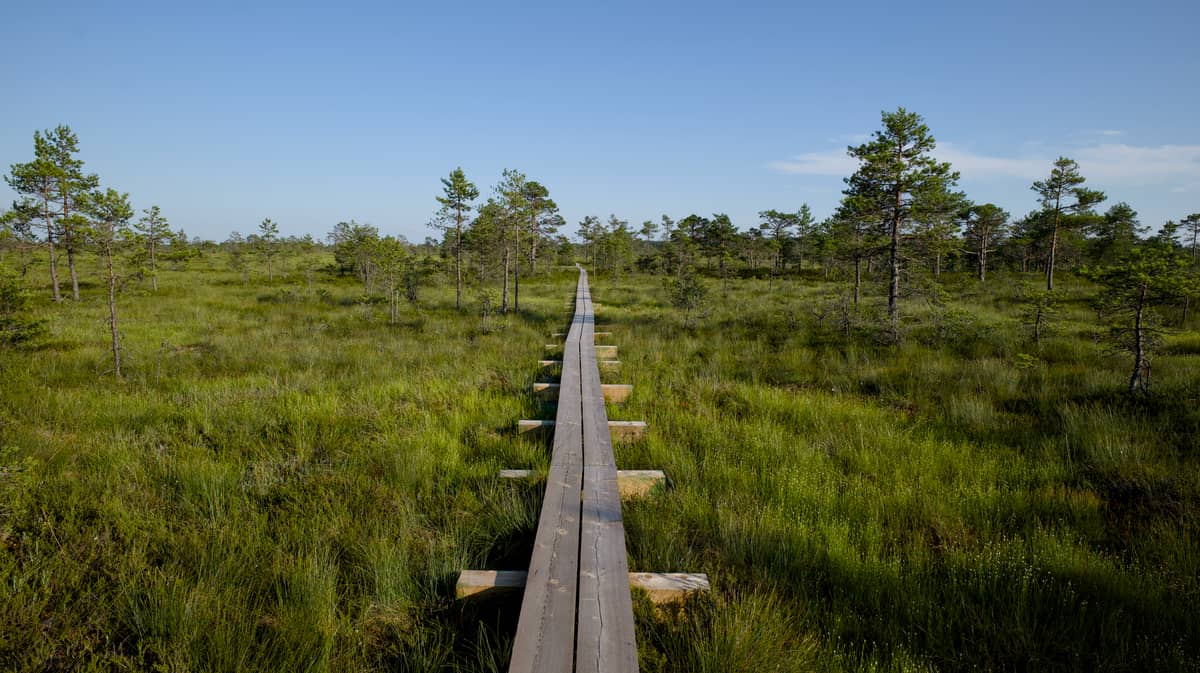 Lungo percorso su passerella di legno che si estende attraverso una lussureggiante palude verde con radi pini sotto un cielo azzurro limpido vicino a Tallinn
