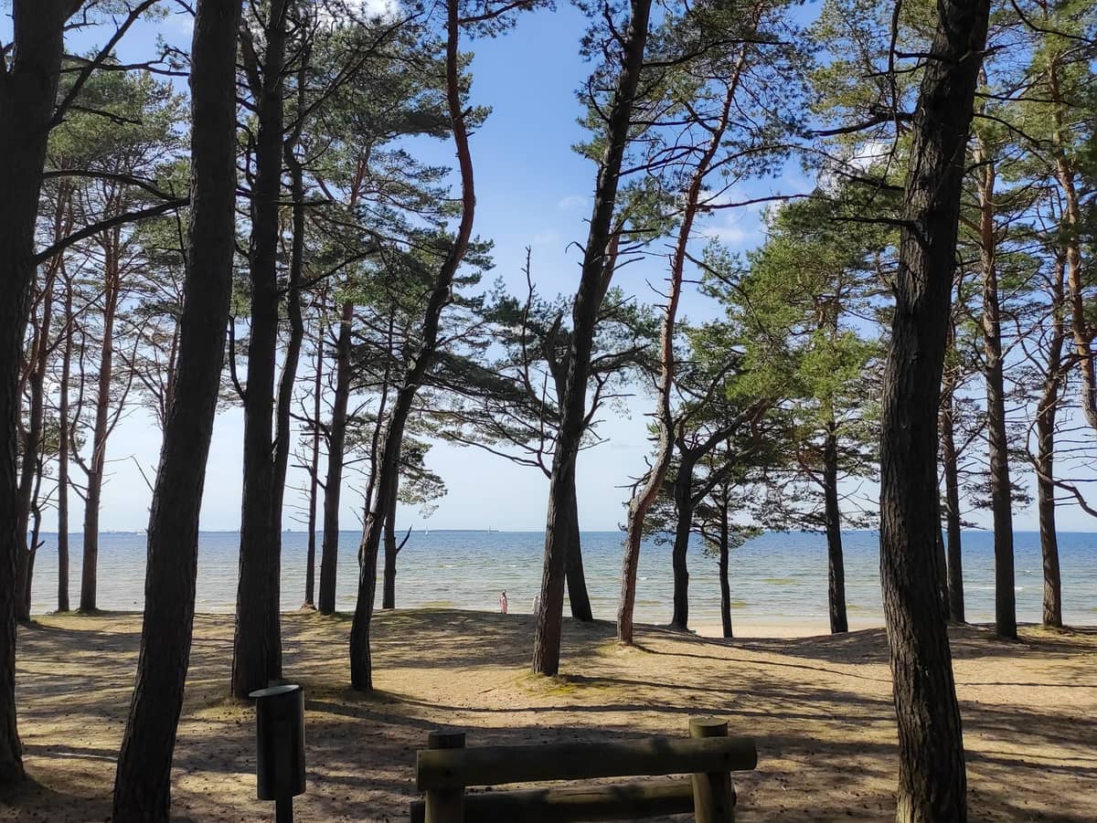 Kiefernwald mit sandigem Boden, der zur Ostsee hin offen ist – typische Küstenlandschaft vor den Toren Tallinns unter blauem Himmel.