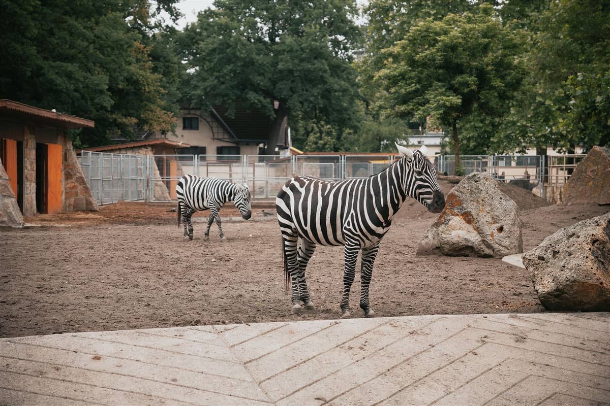 Zebras in einem Außengehege des Tallinner Zoos, im Hintergrund sind Bäume und Zoogebäude zu sehen.