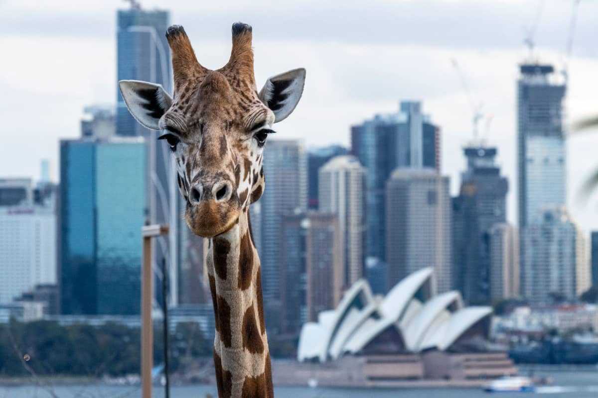 Żyrafa w Taronga Zoo na tle Opery w Sydney i panoramy miasta — widok łączący dziką przyrodę z ikonicznymi widokami na zatokę.