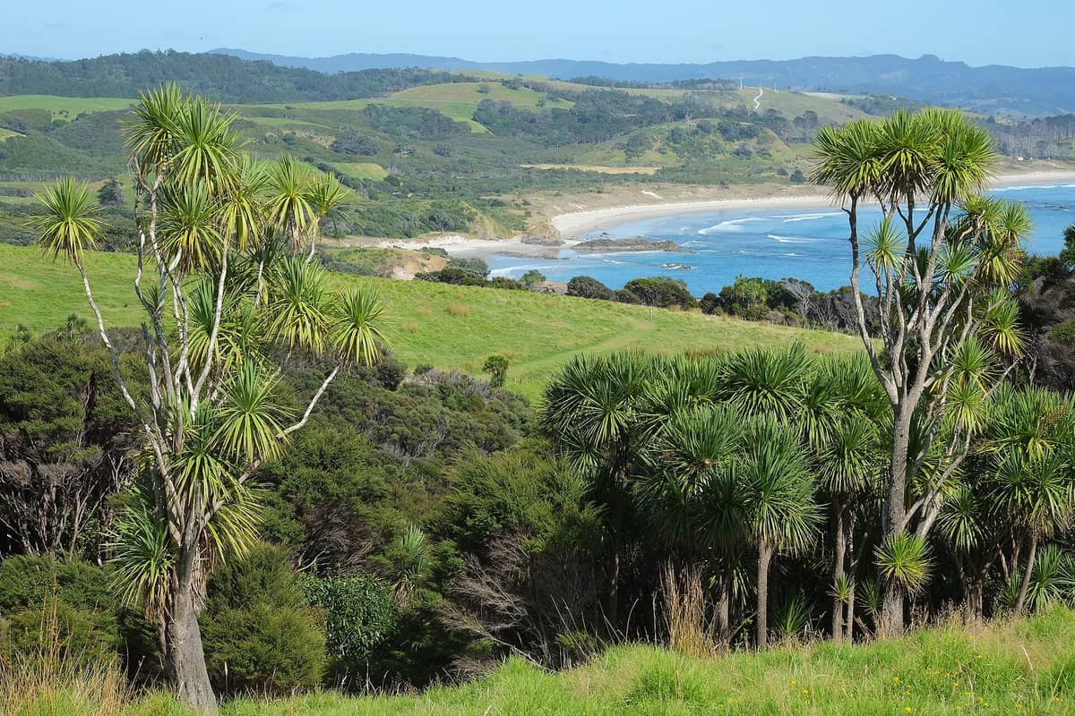 Malerischer Blick auf üppige grüne Hügel, Kohlbäume und den weitläufigen Surfstrand im Tāwharanui Regional Park unter einem klaren blauen Himmel.
