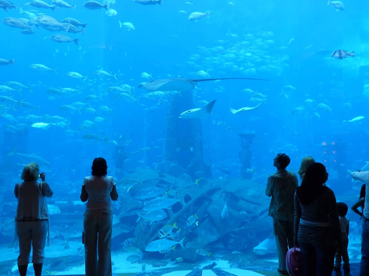 Besucher vor einem riesigen Aquariumbecken im Lost Chambers Aquarium – mit Ruinen, Rochen und vielen Fischen in tiefblauem Wasser.