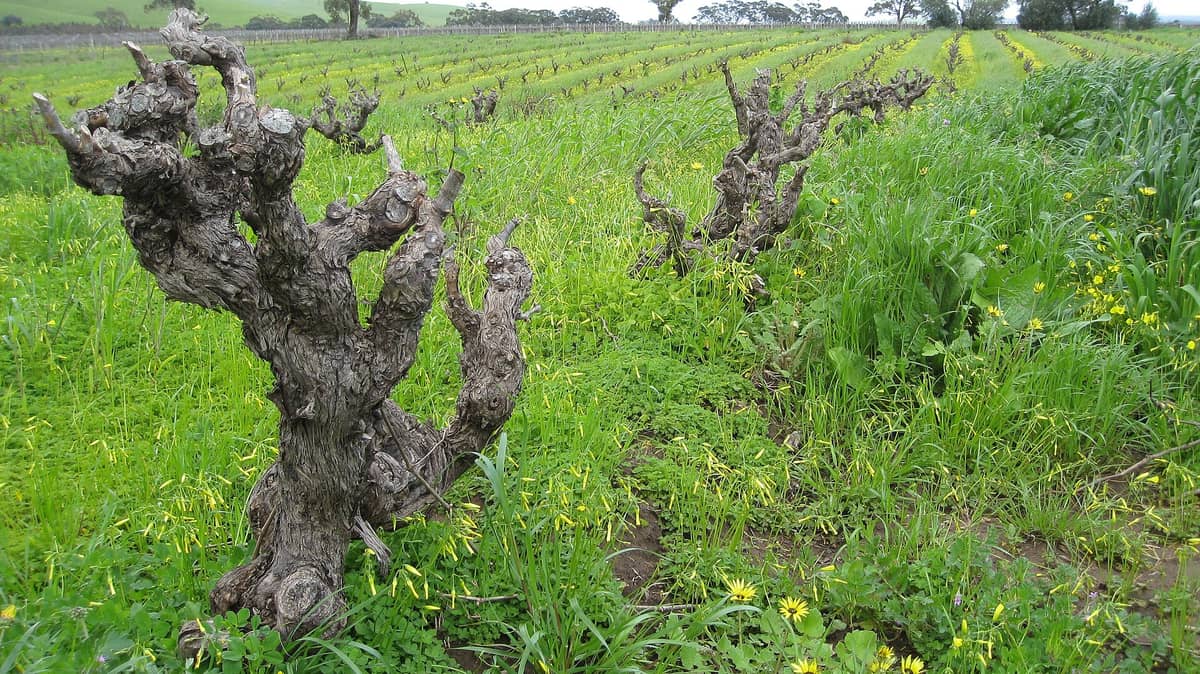 Old gnarly vines in the Barossa Valley vineyard with lush green grass and yellow wildflowers between vine rows