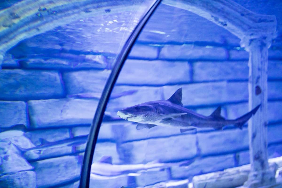 A shark swims inside an aquarium tunnel, with the glass arch and artificial stone background clearly visible.