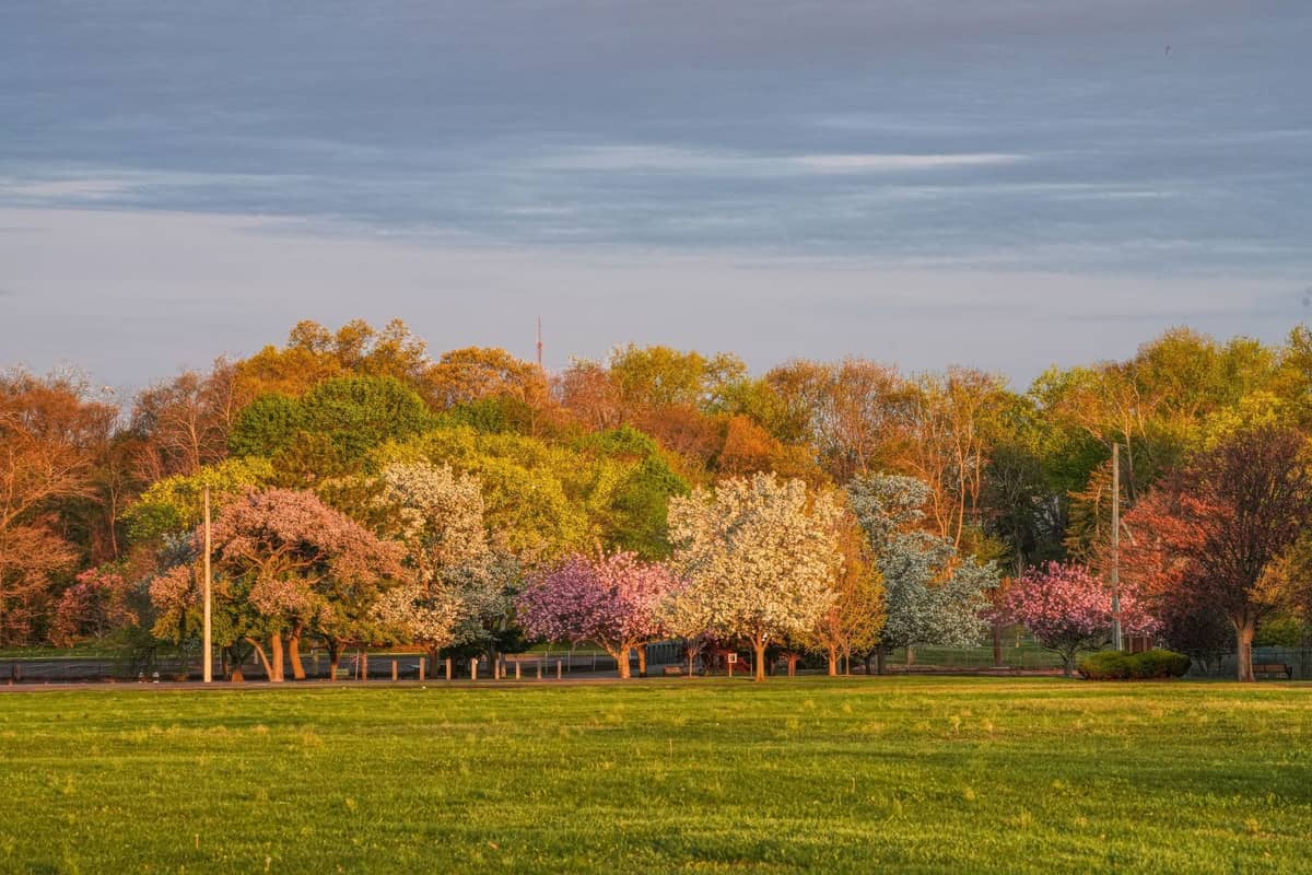 Vista ampia di un parco a Boston con alberi in fiore e prato verde aperto sotto un cielo azzurro e nuvole sparse.