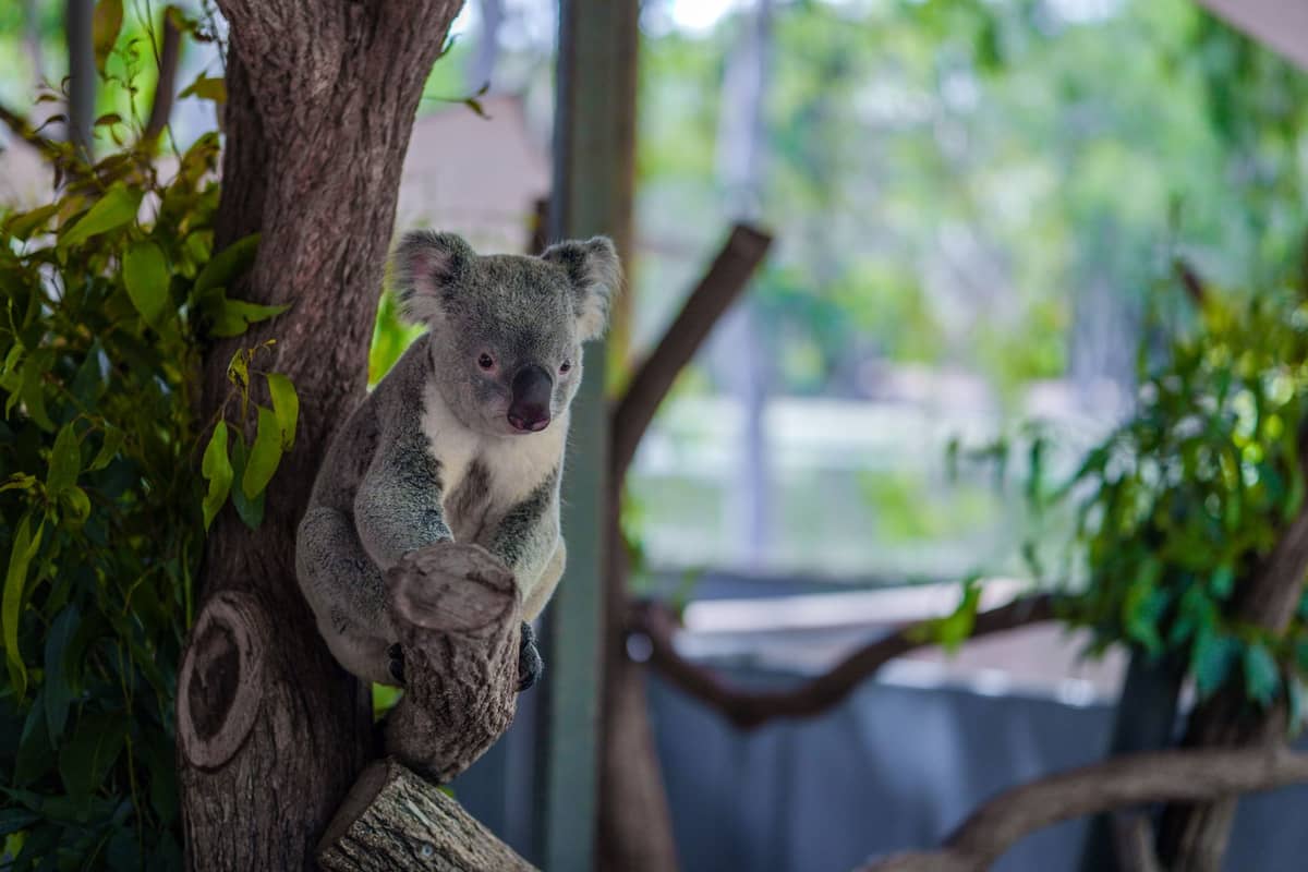 Koala posado en una rama de árbol con luz solar suave y recinto de santuario al fondo, rodeado de vegetación.
