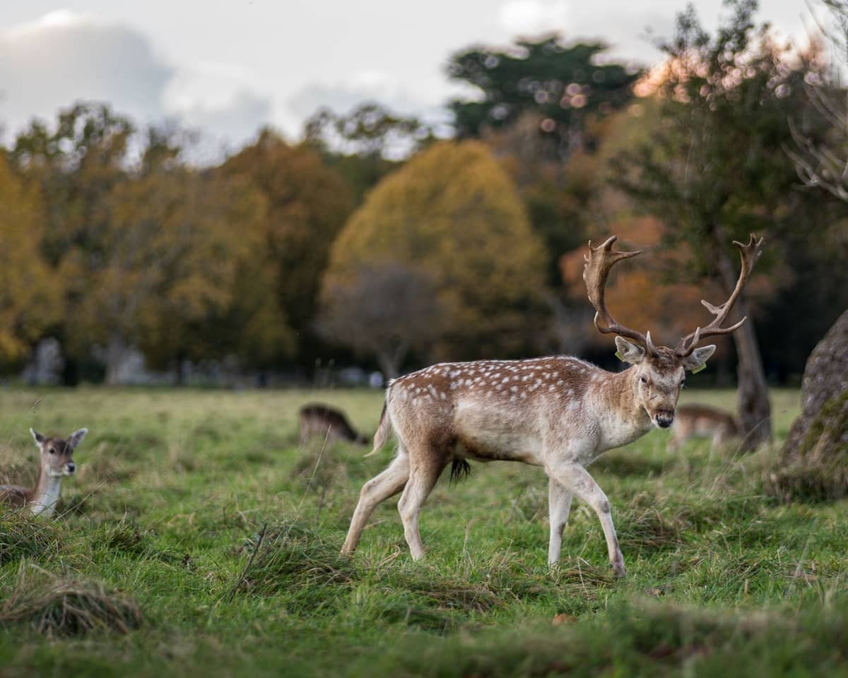 Fallow deer grazing in an open grassy area with trees and autumn foliage in Dublin's Phoenix Park.