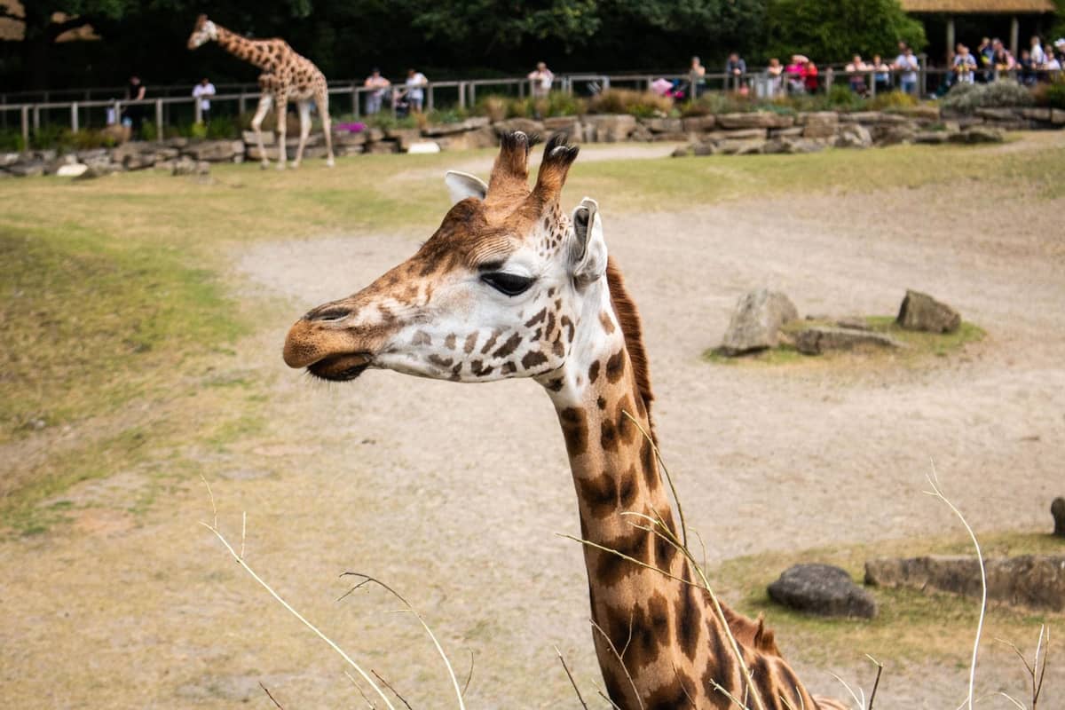Giraffe in an outdoor zoo enclosure with visitors and another giraffe in the background on a sunny day.