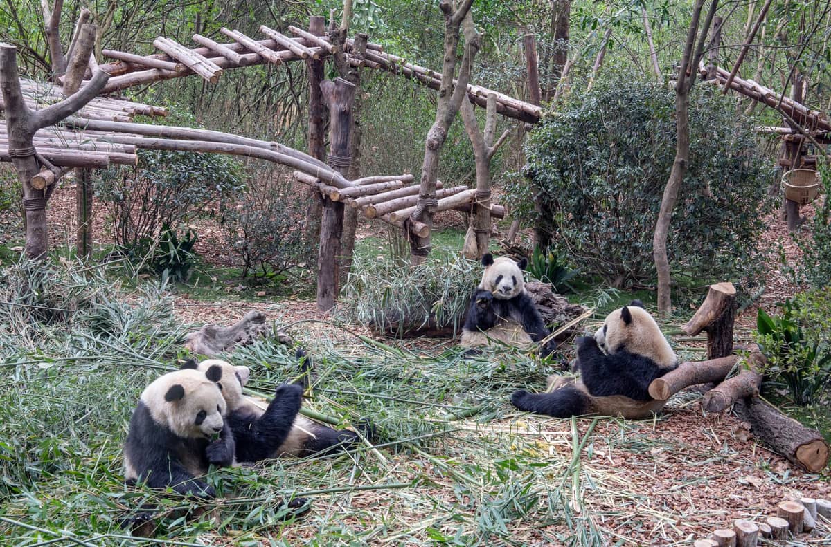 Four giant pandas eating bamboo in a well-constructed outdoor zoo enclosure with pathways and trees