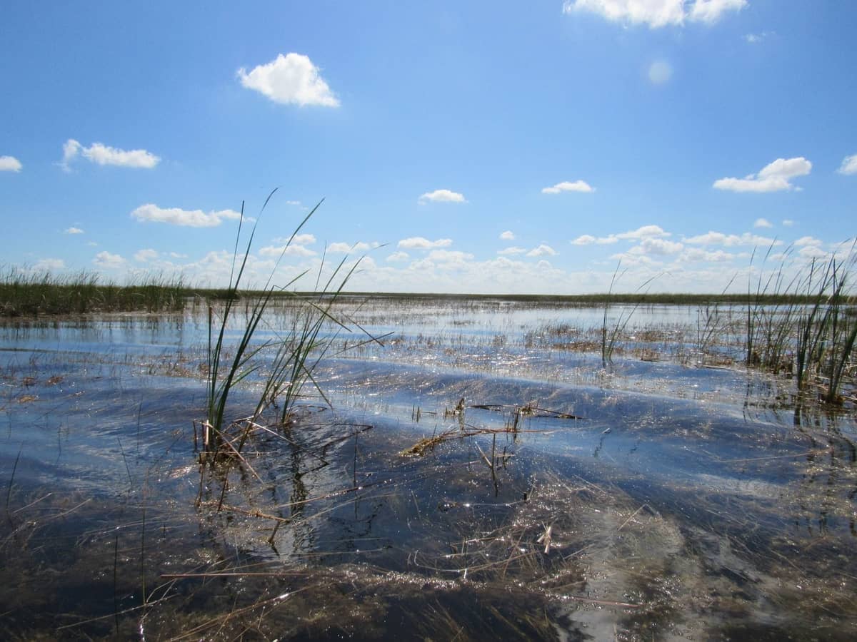 Wide view of the Everglades with water, marsh grasses, blue sky, and scattered clouds under bright daylight.
