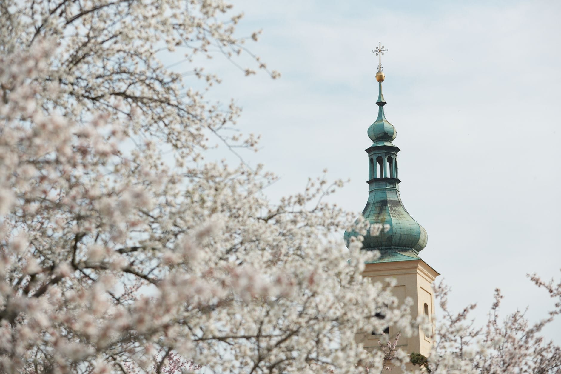 Frühling in Prag mit blühenden Bäumen und dem Turm einer historischen Kirche, der durch die Blüten sichtbar ist, und den Wechsel der Jahreszeiten evoziert.