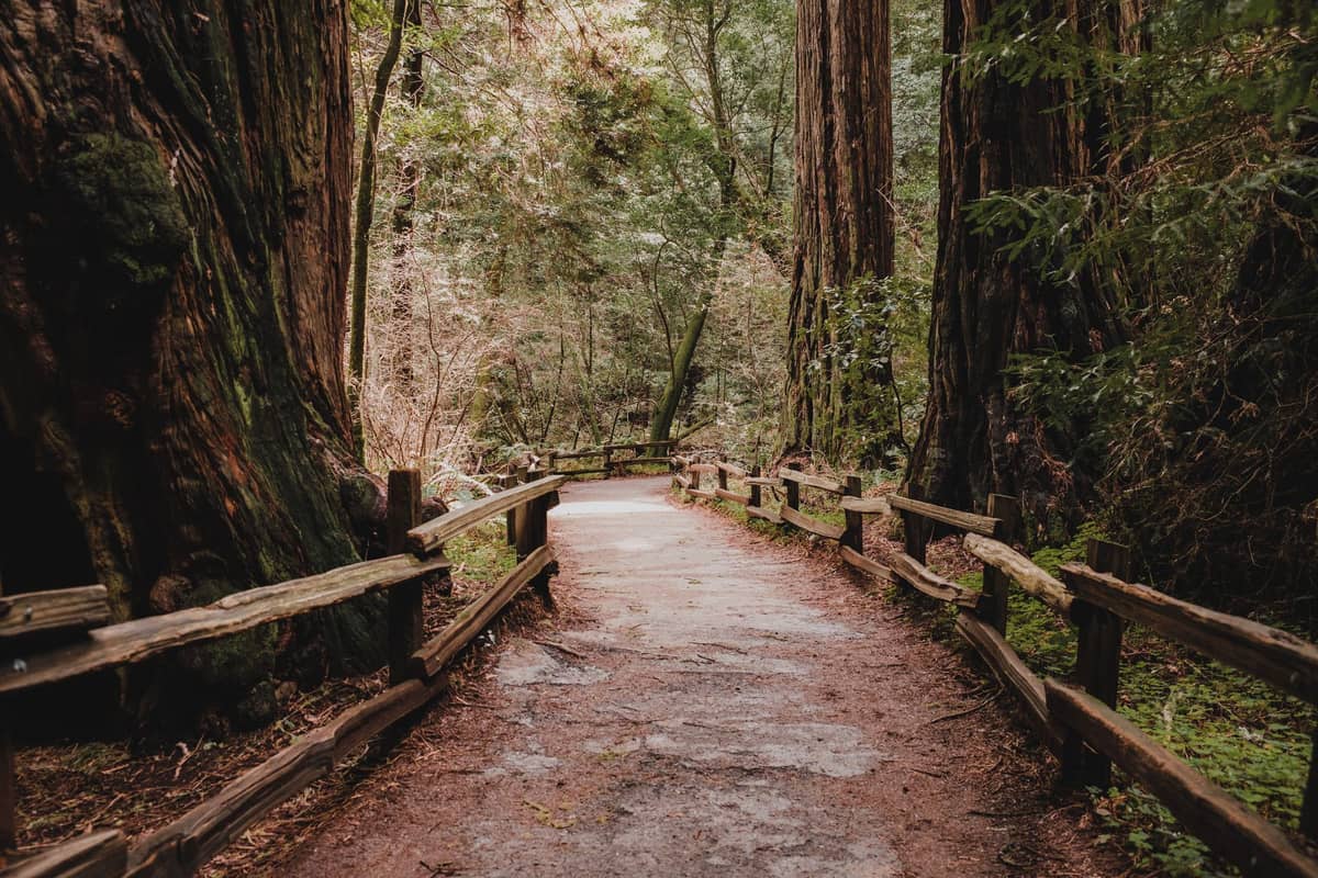 Gepflasterter Weg, der sich durch mächtige Redwood-Bäume und üppige grüne Farne im Muir Woods National Monument schlängelt.