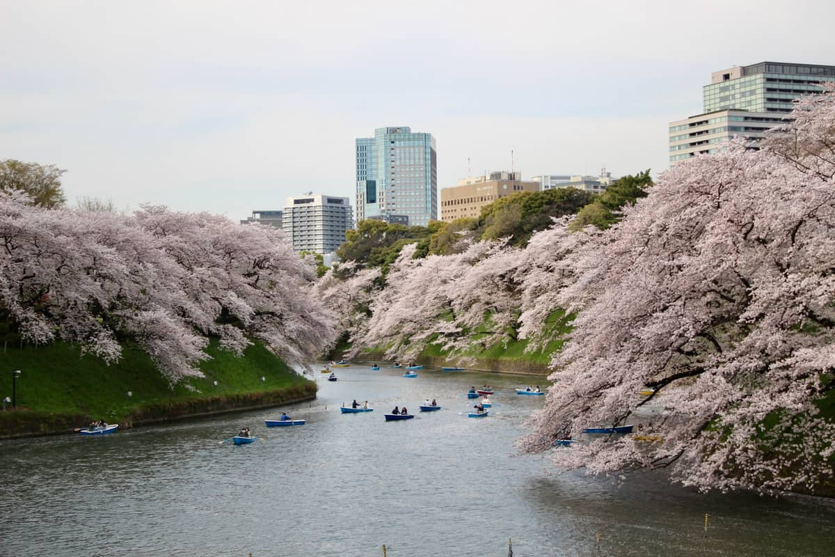 Cherry blossom trees in peak bloom line both sides of a river in Tokyo, with people boating and city buildings visible in the background.