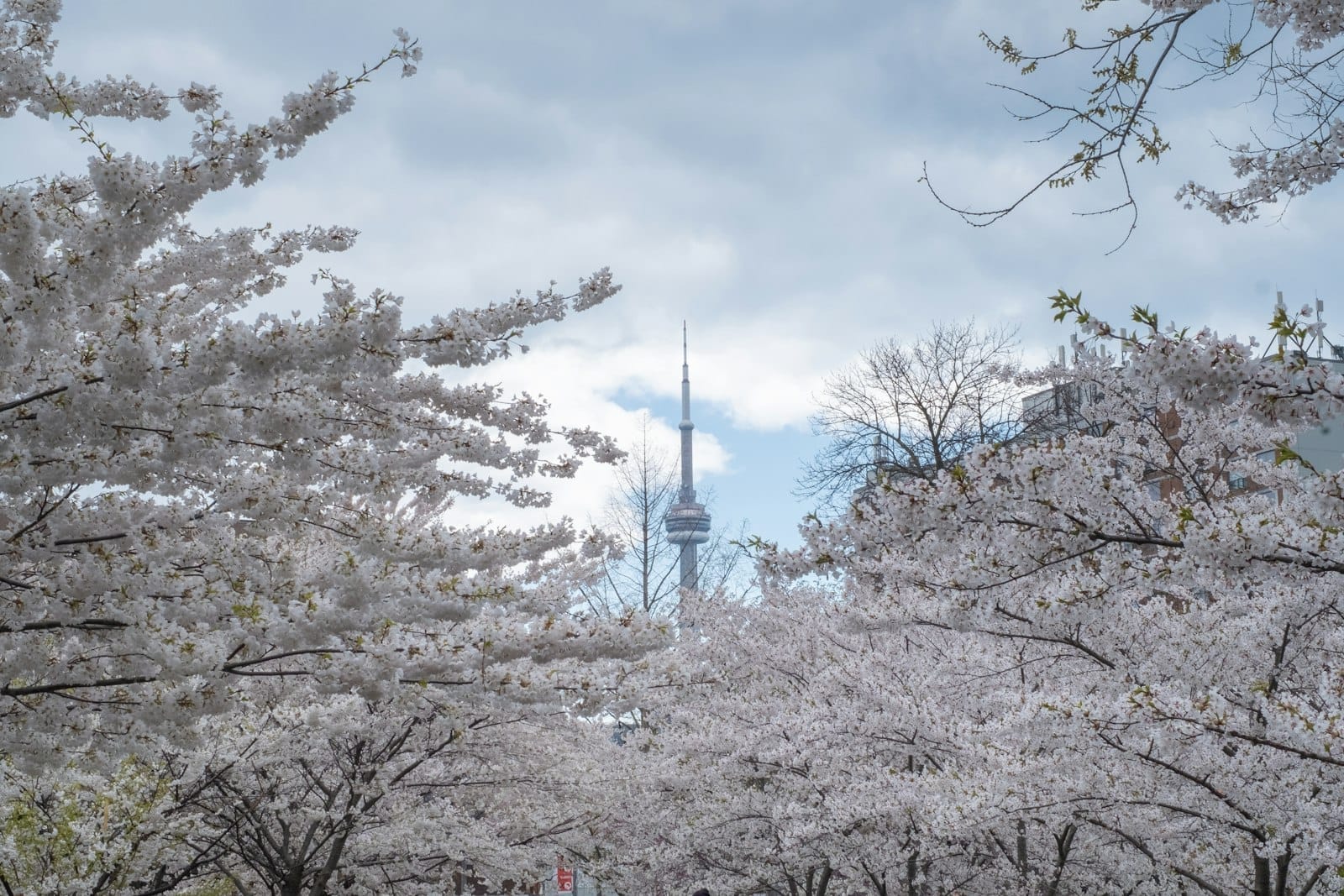 Cerejeiras em plena floração emoldurando a CN Tower em Toronto sob um céu nublado.