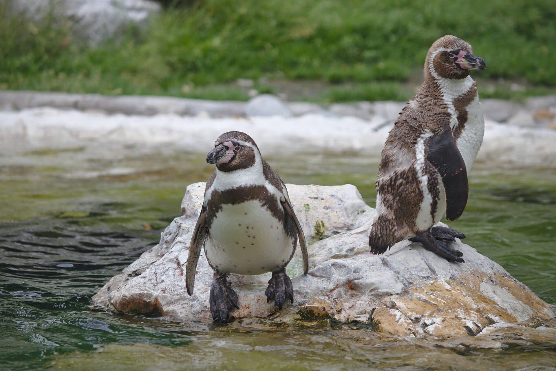 Zwei Pinguine stehen auf einem Felsvorsprung neben einem Becken im Tiergarten Schönbrunn, umgeben von grünem Gras und natürlichem Licht.