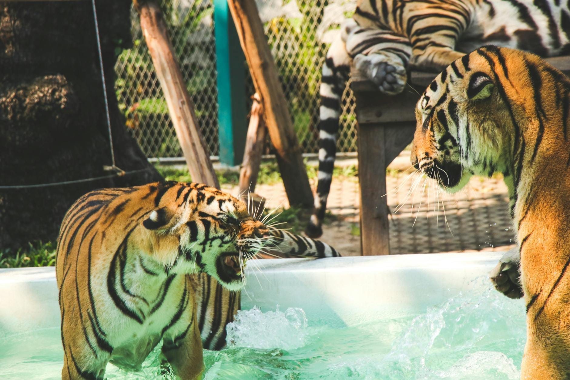 Two adult tigers playing and interacting in a pool of water with another tiger resting nearby, enclosed by fencing and wood structures.