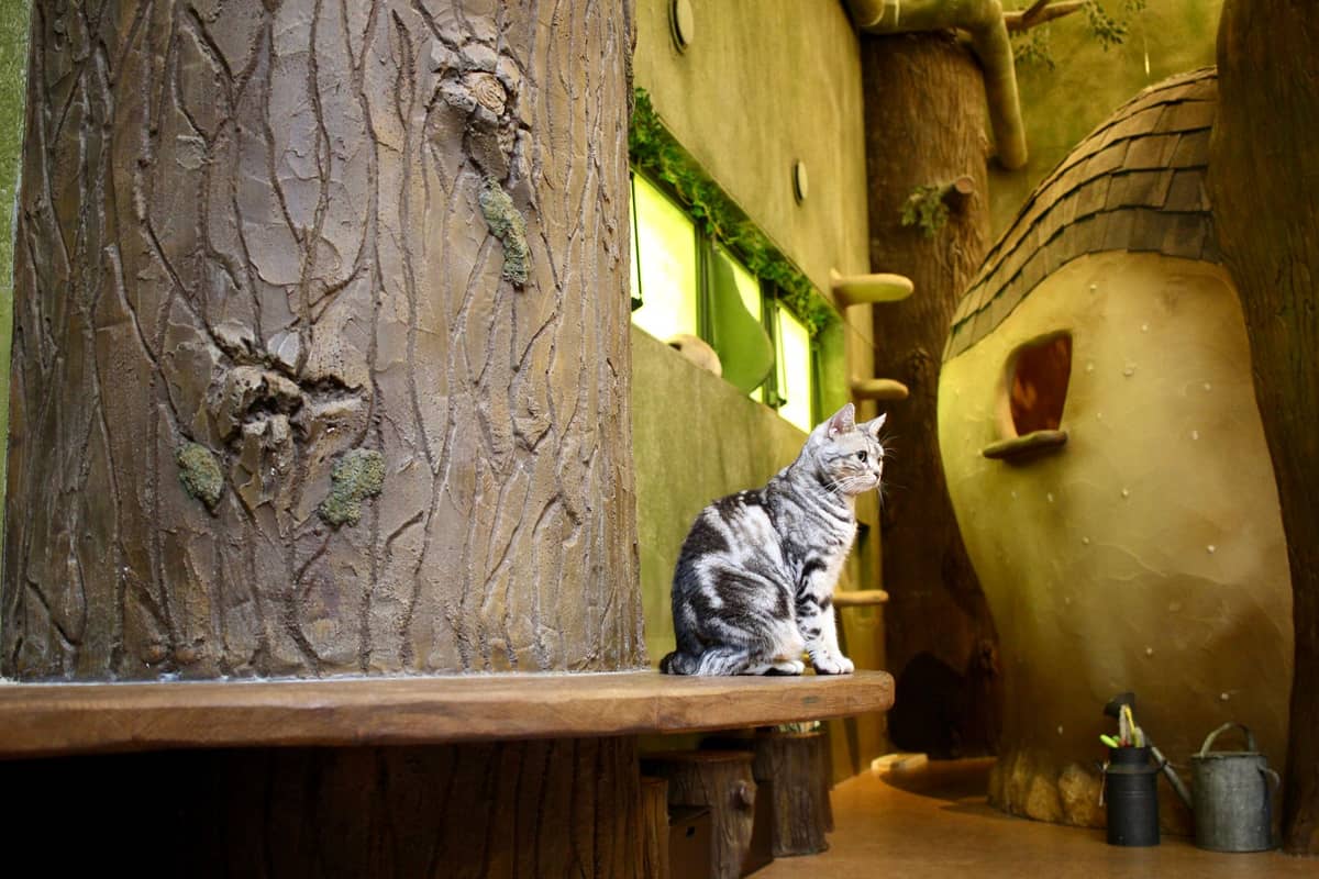 A cat sitting inside a whimsical, forest-themed café with artificial trees and fairy-tale like decor.