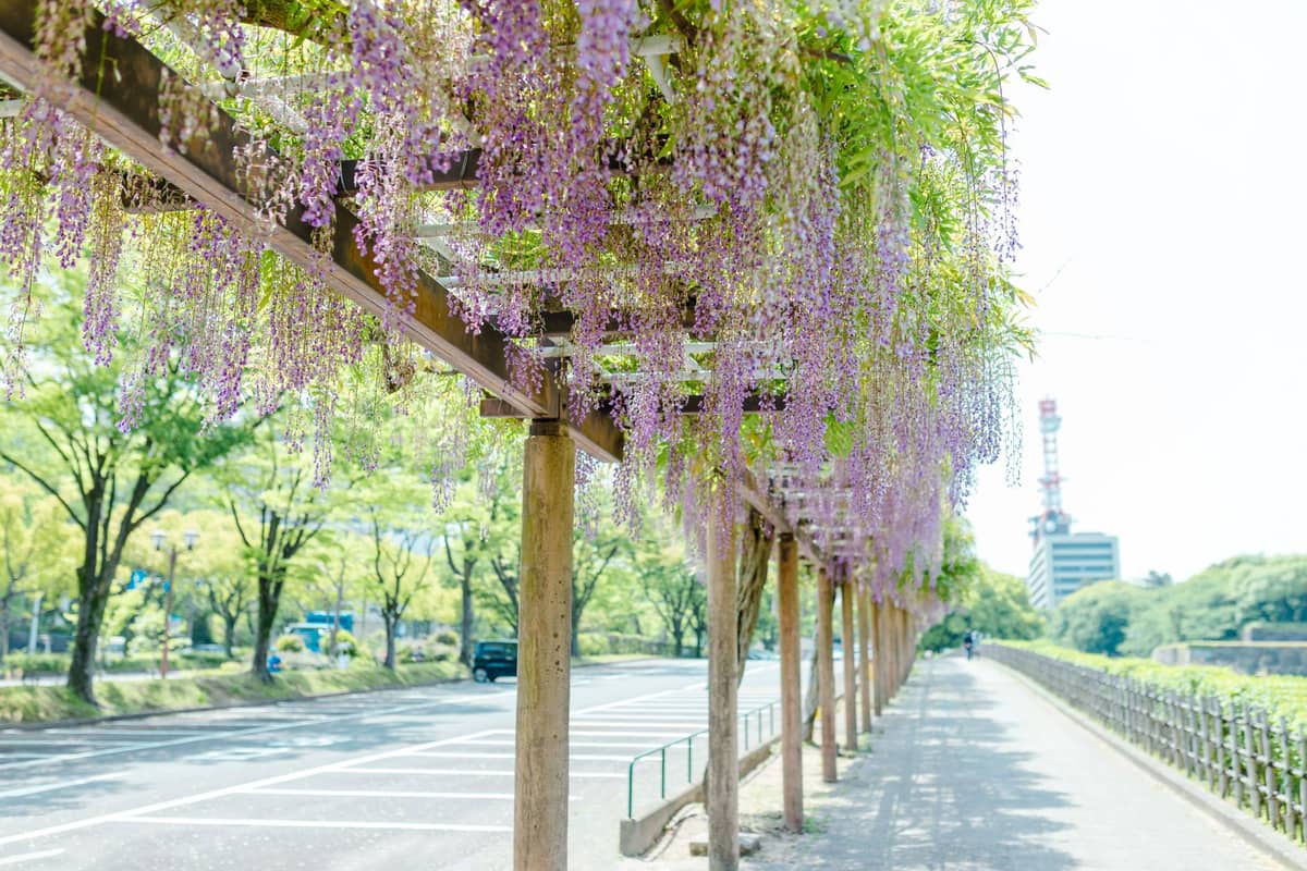 Wisteria blooms hanging from a pergola along a sidewalk in an urban Japanese park, trees and a tower visible in the background.