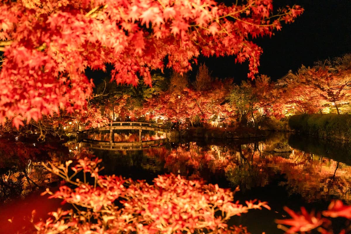 Brilliantly illuminated autumn foliage and a bridge reflected in a pond at night, capturing a Japanese garden light-up event.