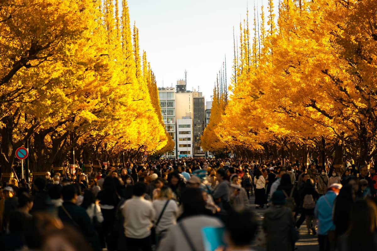 Crowds walking beneath golden yellow ginkgo trees lining both sides of a wide city street, with urban buildings in the background.