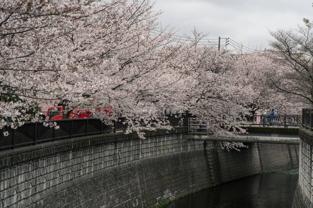 Cherry blossoms in full bloom along a riverside walkway in Tokyo, with overhanging trees and a city bridge in view.