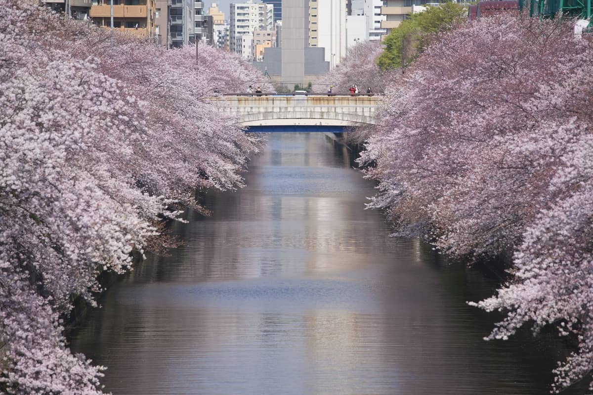 Dense cherry blossoms lining both banks of Tokyo’s Meguro River, with high-rise buildings in the background and reflections on the calm water.