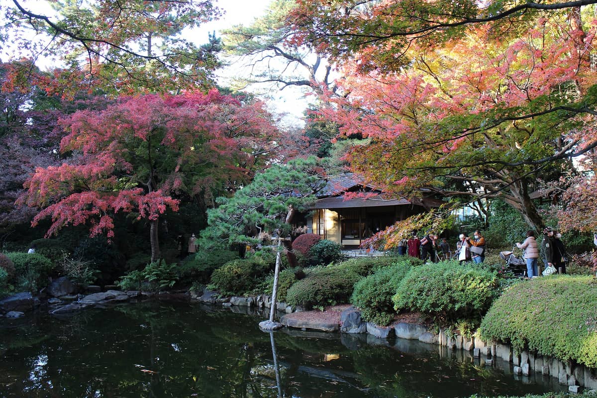 Autumn foliage and pond in the curated gardens of Tokyo Metropolitan Teien Art Museum, with visitors near a traditional tea house, surrounded by colorful trees.