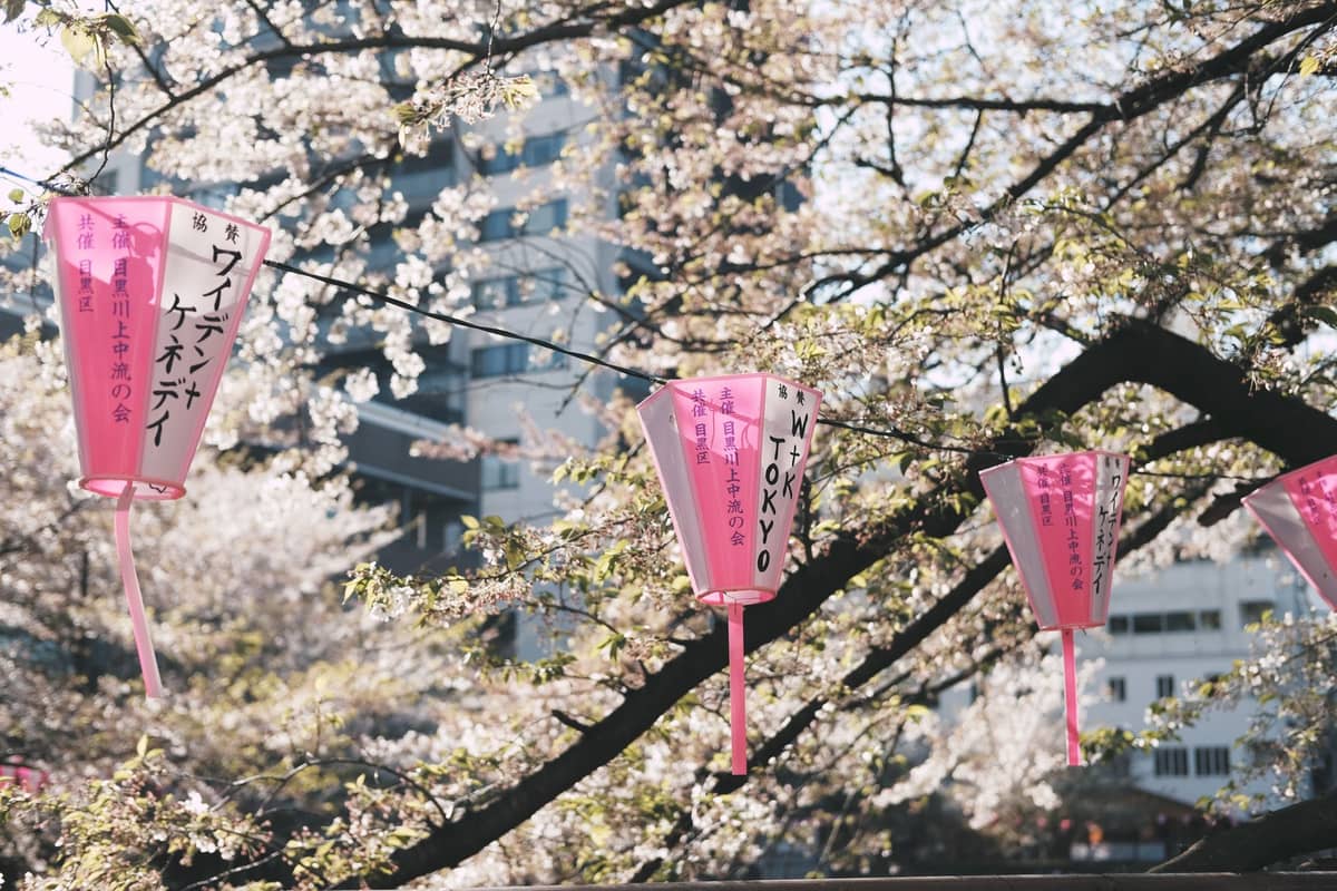 Pink Japanese lanterns with Tokyo written on them hung among cherry blossom trees, suggesting spring festival season in Tokyo.