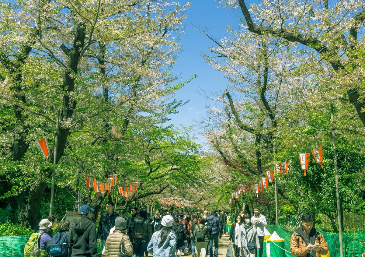People walking under sakura trees and festival lanterns on a wide path in a Tokyo park during cherry blossom season.