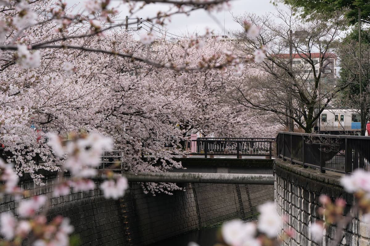 Cherry blossom trees in full bloom along a canal with a bridge and a train in a Tokyo city setting.