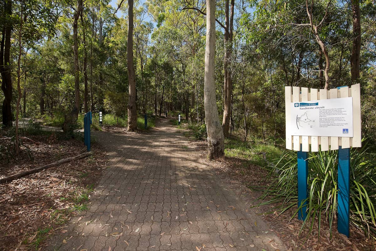 Gepflasterter Wanderweg, der in den Eukalyptuswald des Toohey Forest Park führt, gesäumt von hohen Bäumen und einem Informationsschild am Eingang.