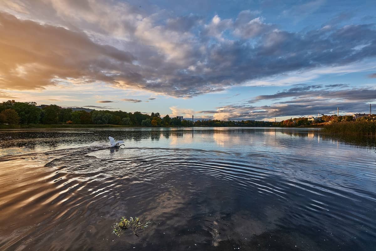 Vista ampla da baía Töölönlahti ao pôr do sol com nuvens dramáticas, água calma, árvores na margem e um cisne levantando voo.