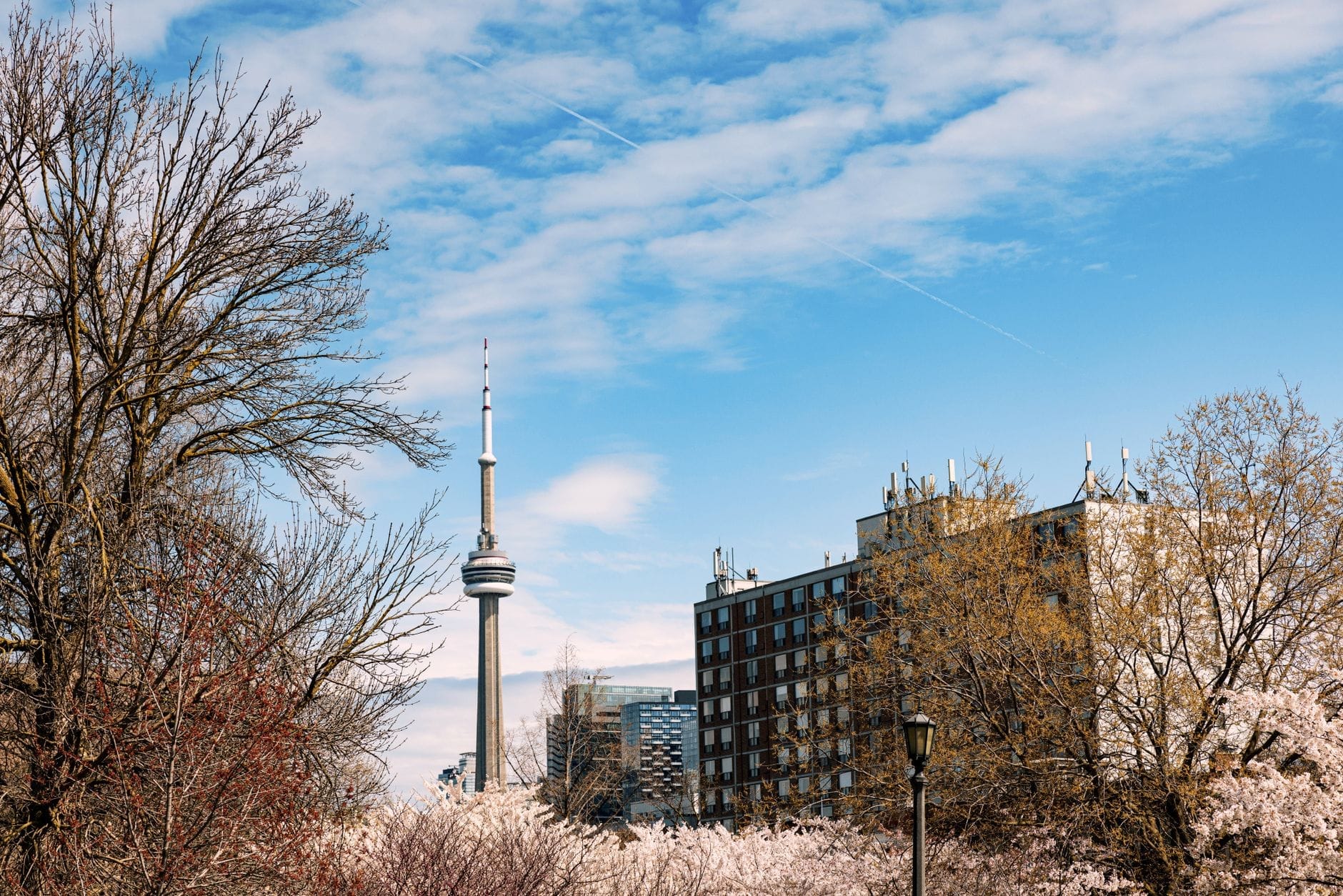 Cerejeiras em flor com a CN Tower de Toronto e os edifícios da cidade ao fundo sob um céu parcialmente nublado.