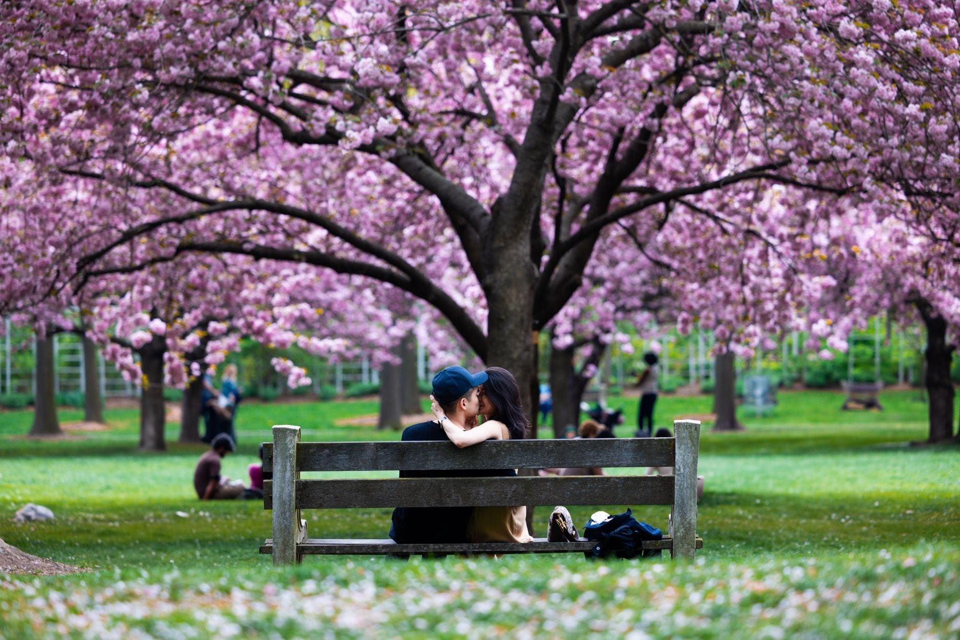 Pessoas sentadas em bancos sob cerejeiras em flor em um grande parque urbano com grama verde exuberante durante a primavera.