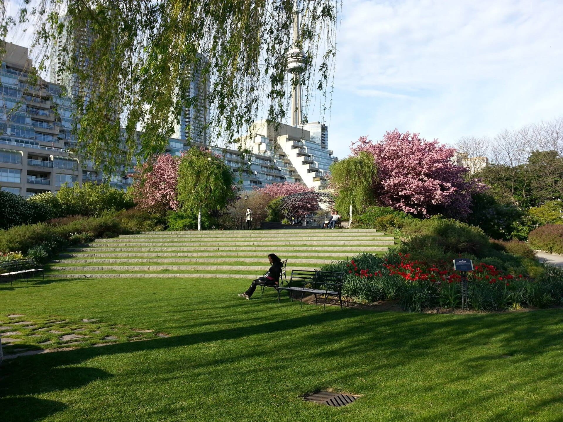 บันไดหิน ต้นซากุระบาน และสนามหญ้าสีเขียวที่ Toronto Music Garden พร้อมอาคารในเมืองและ CN Tower เป็นฉากหลัง