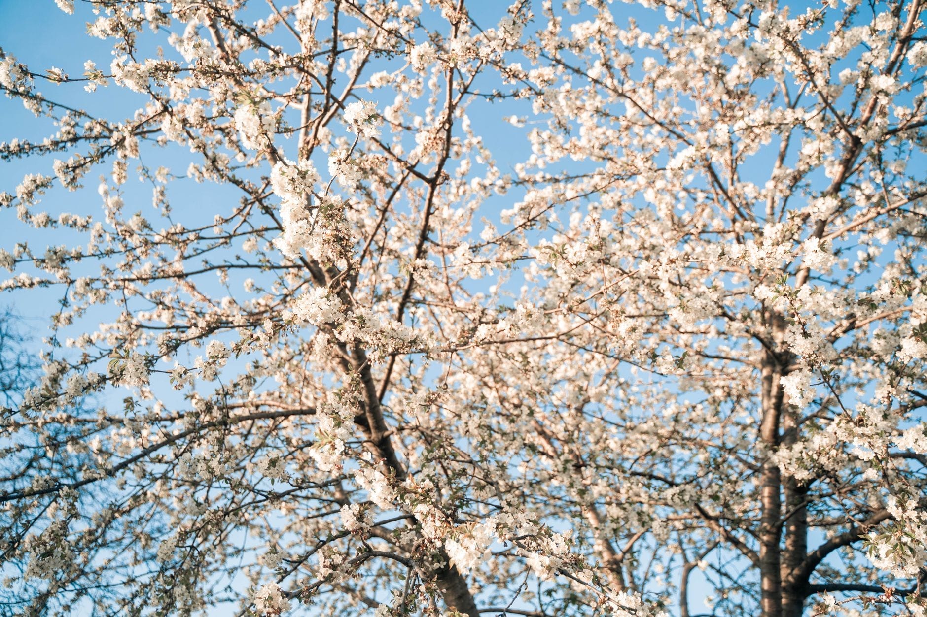 Cerisiers en pleine floraison, baignés de soleil, sur fond de ciel bleu dégagé, évoquant la saison des promenades printanières à Toronto.