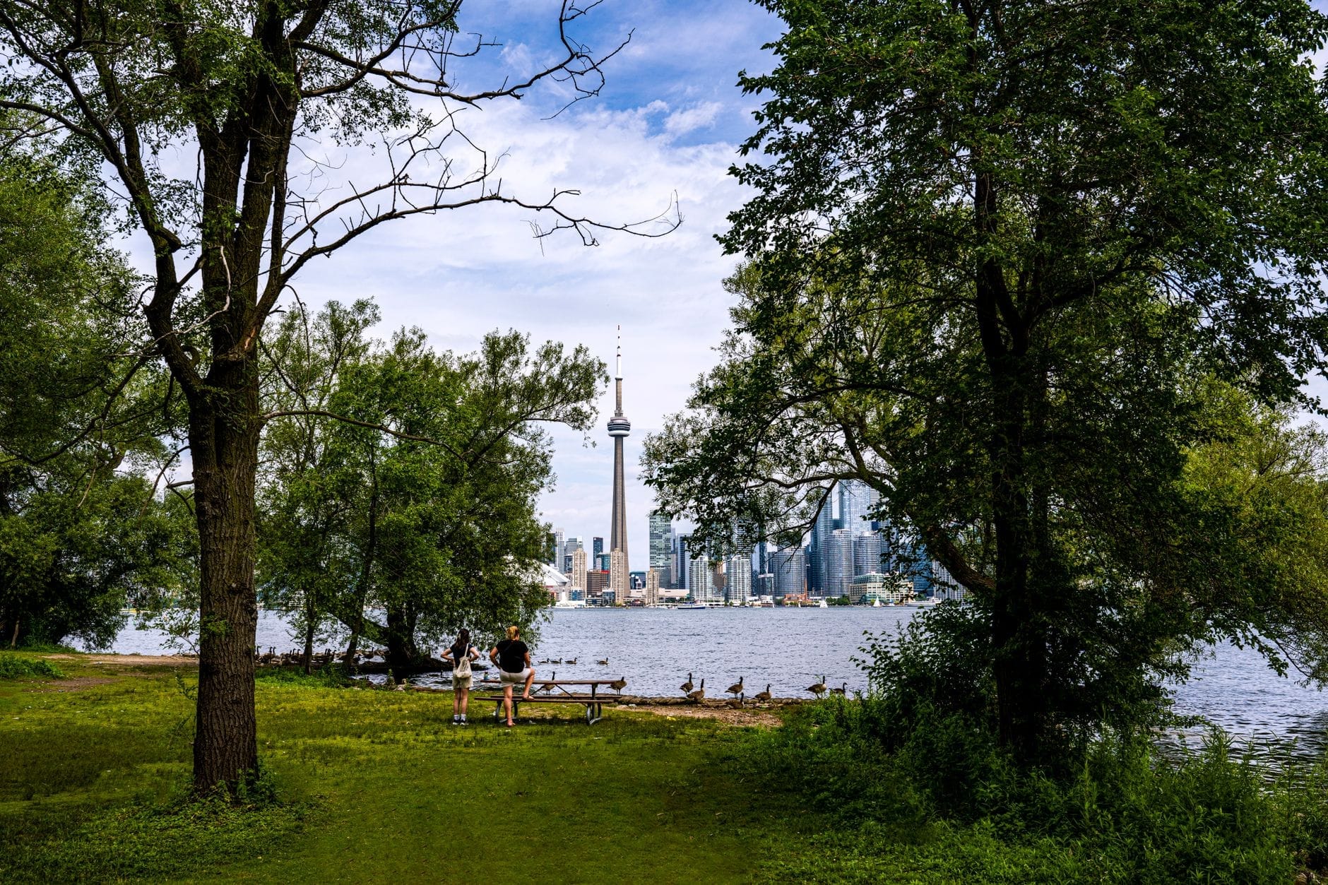 Parc avec une pelouse et des arbres matures surplombant la skyline de Toronto et la CN Tower de l'autre côté de l'eau, offrant un agréable cadre de promenade.