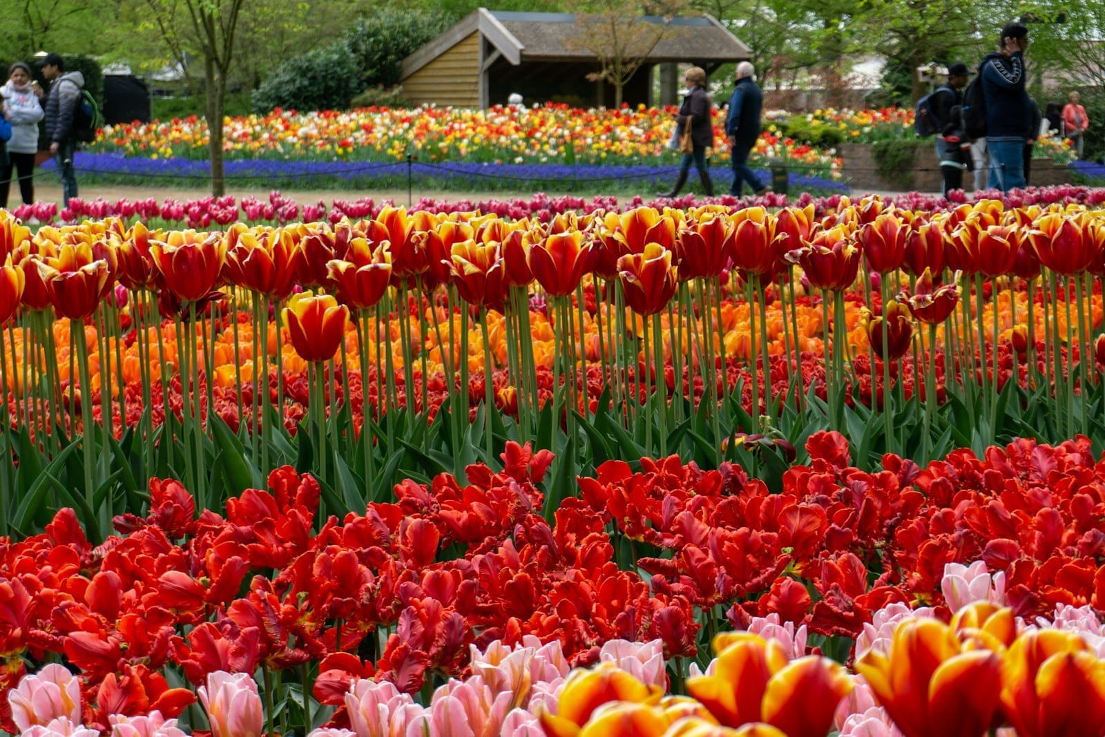 Hileras de tulipanes rojos, naranjas y amarillos en flor en el Amsterdam Tulip Festival, con visitantes paseando junto a un refugio de madera.