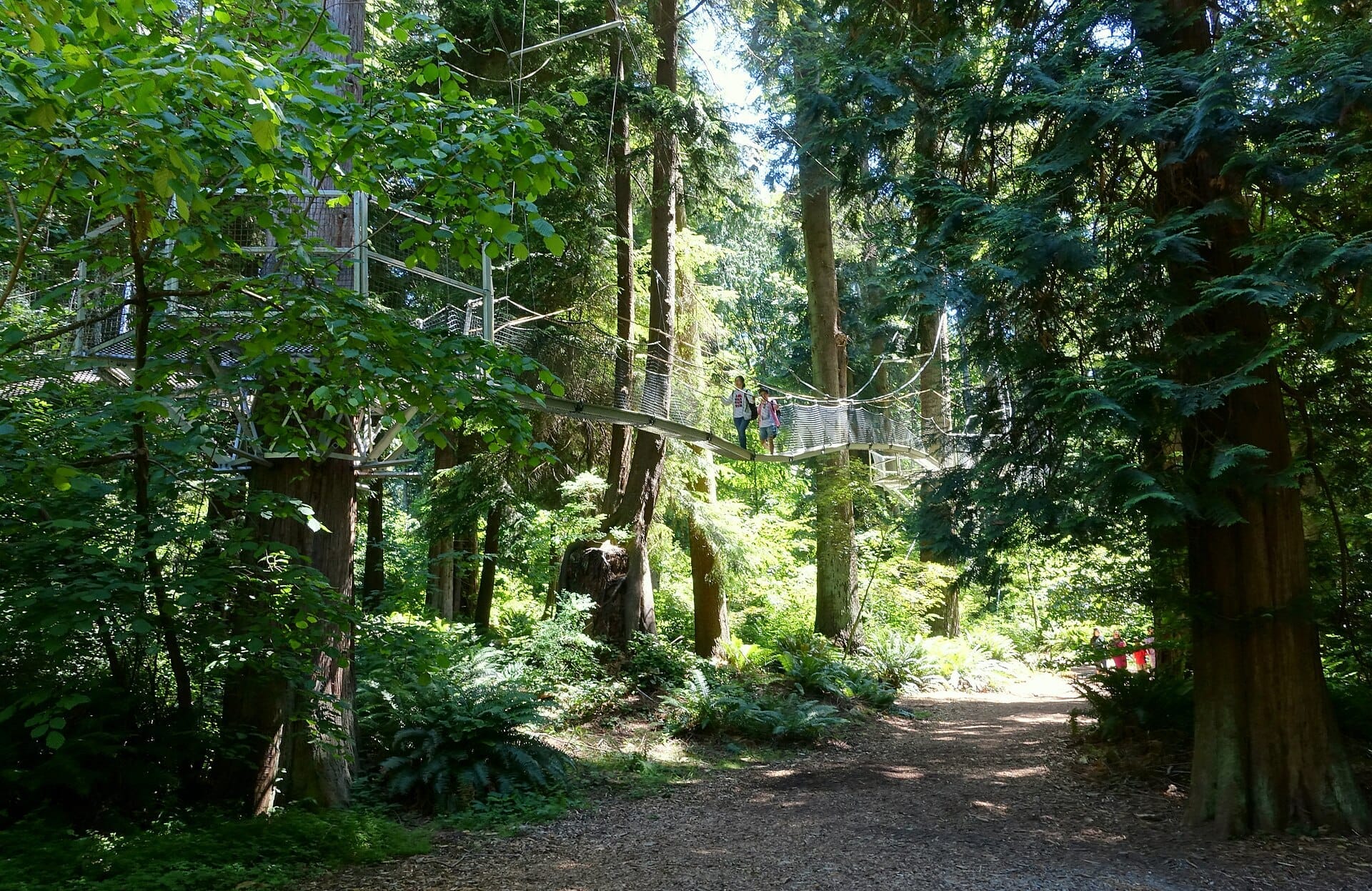 ทางเดินลอยฟ้าระหว่างยอดไม้ใน UBC Botanical Garden ล้อมรอบด้วยต้นไม้เขียวขจีและแสงแดดส่องผ่านใบไม้ในวันฤดูร้อน