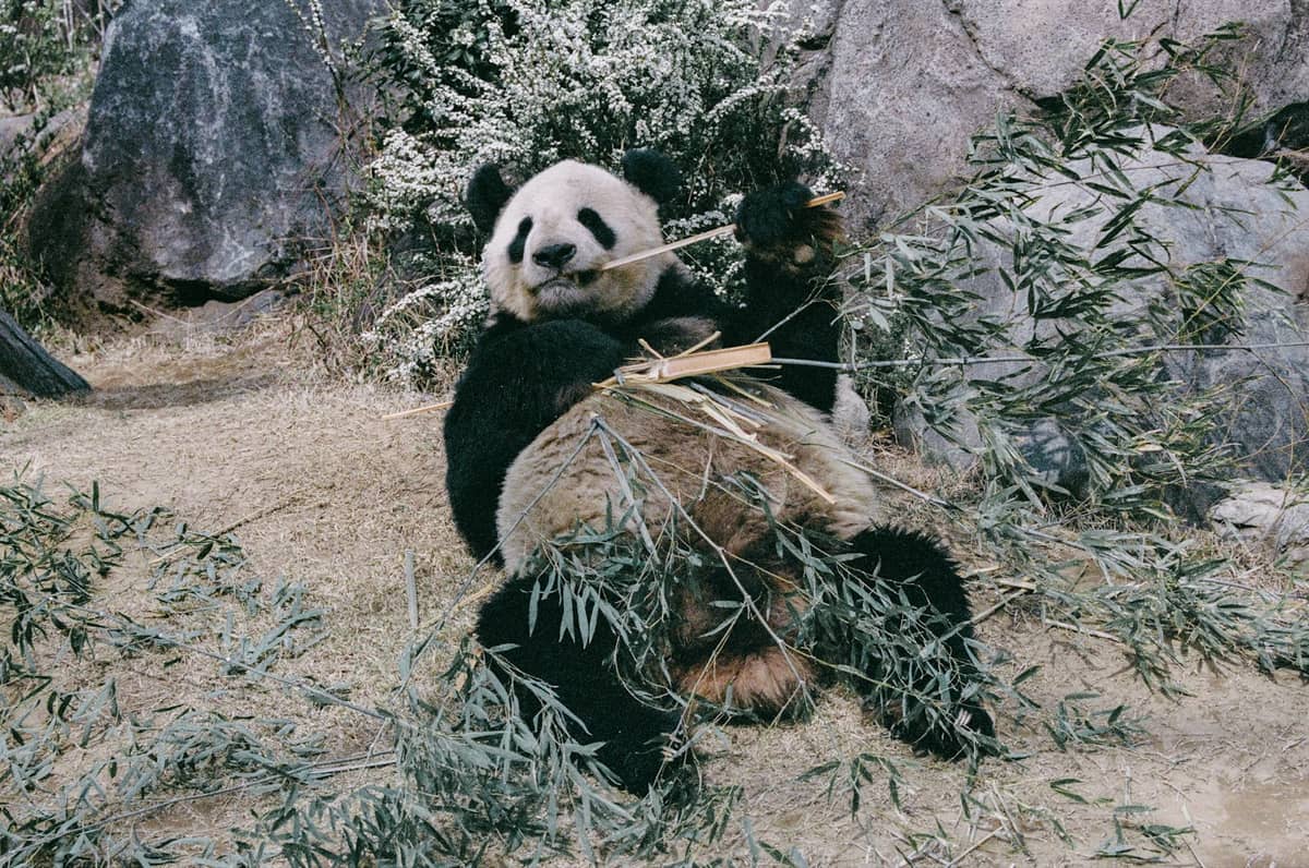 A giant panda eating bamboo in a naturalistic enclosure, representative of Ueno Zoo’s famous and iconic animals.