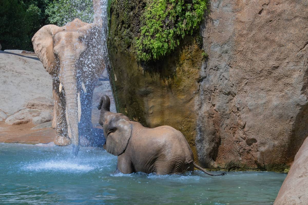 Dois elefantes africanos brincando em uma piscina com um deles espirrando água, terreno rochoso e plantas verdes ao fundo